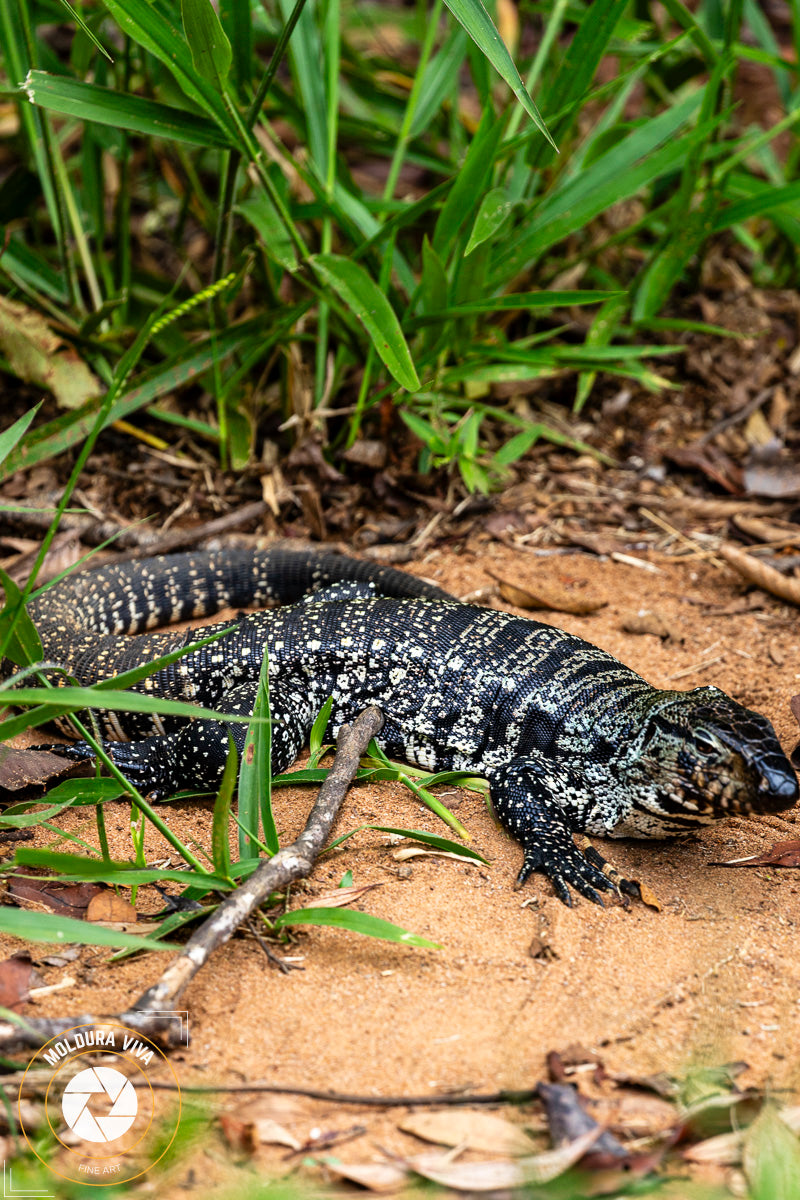Versão 2 de Lagarto