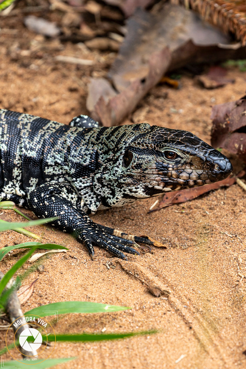 Cabeça de Lagarto