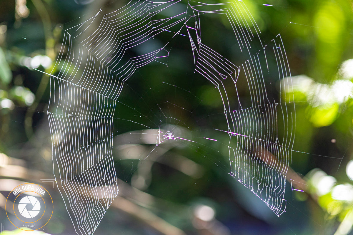 Teia de Aranha - Mata Atlântica