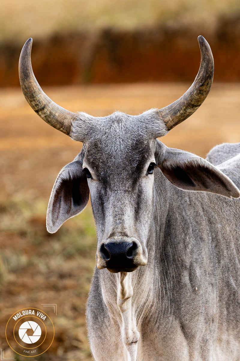 Vaca com Chifres - Pantanal - MS