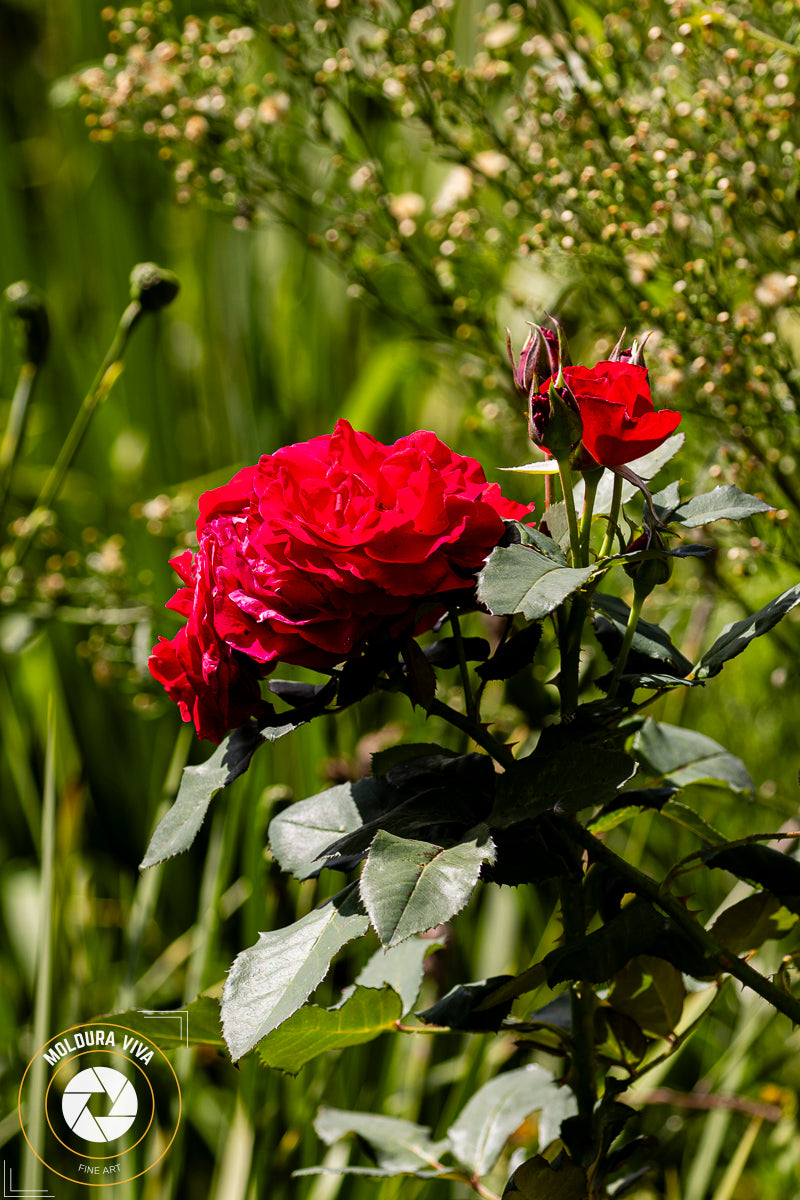 Rosas Vermelhas - Prudentópolis - PR