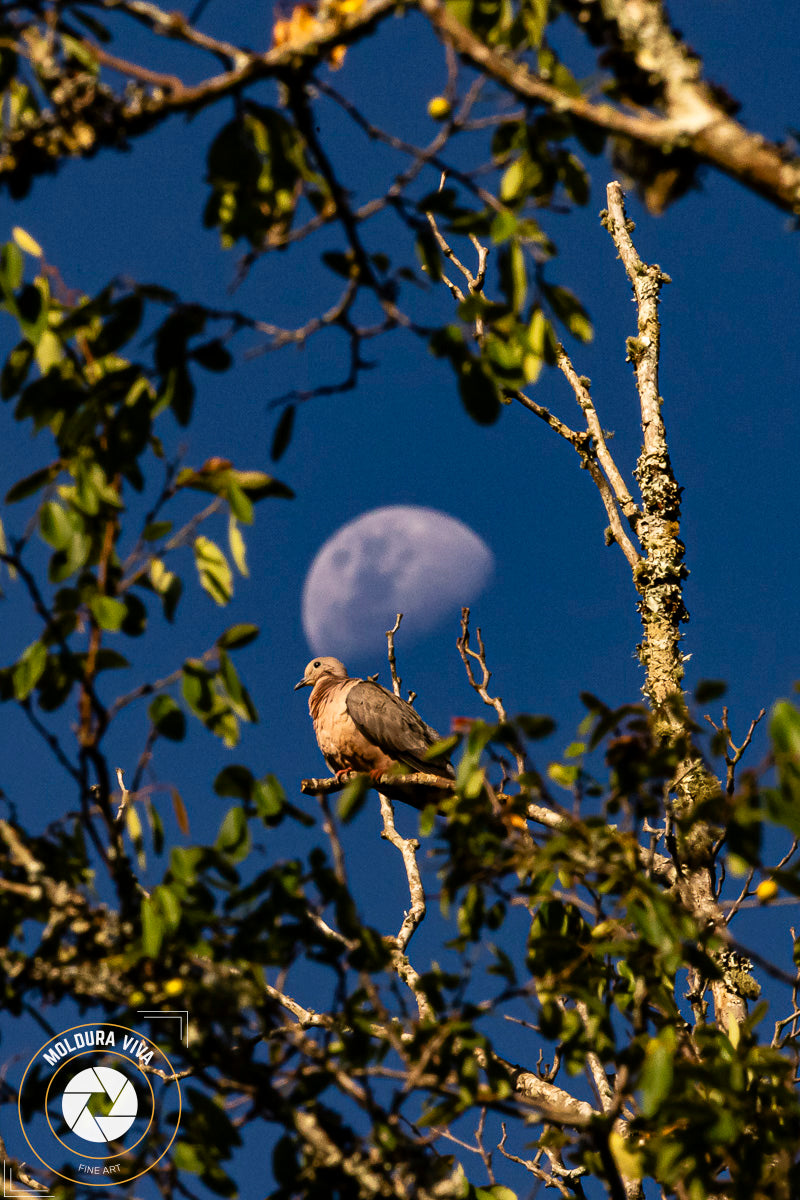 Pássaro e Lua Minguante - PR