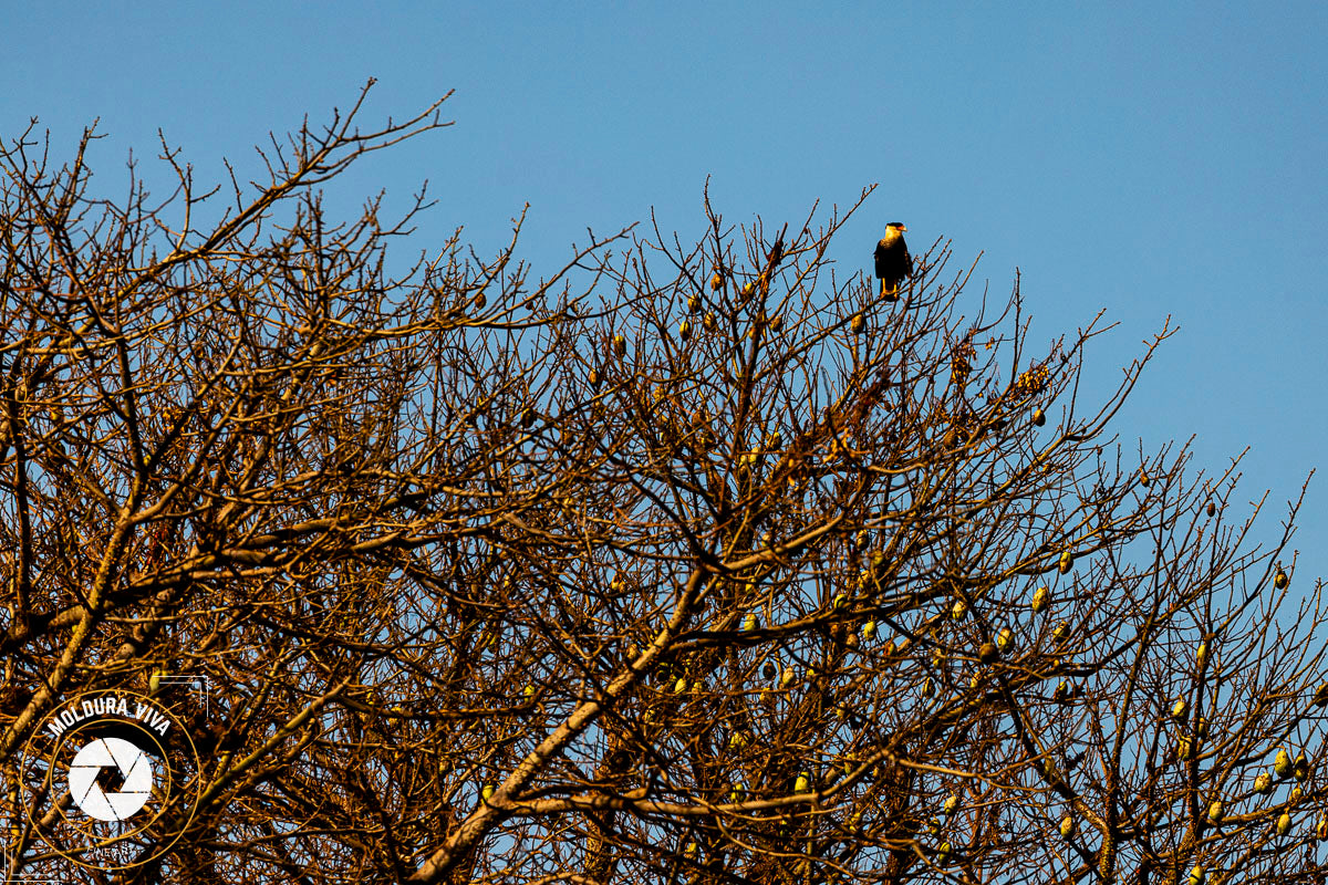 Pássaro em Árvore do Cerrado - GO