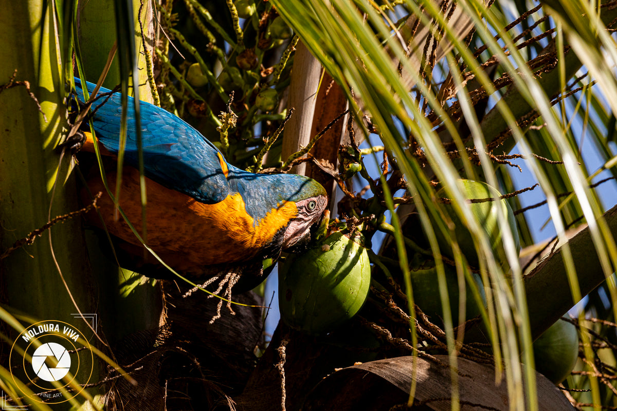 Arara no Coqueiro - Goiás