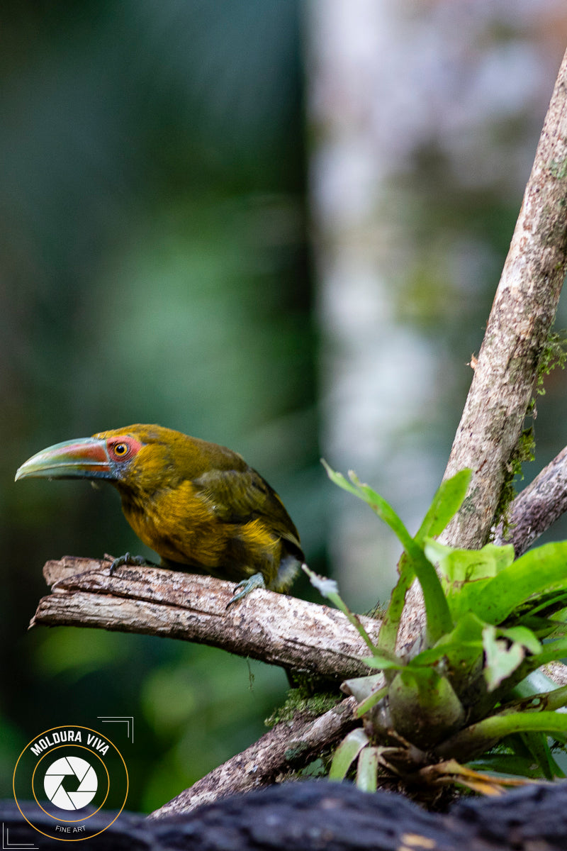 Araçari-Banana - Mata Atlântica - SP