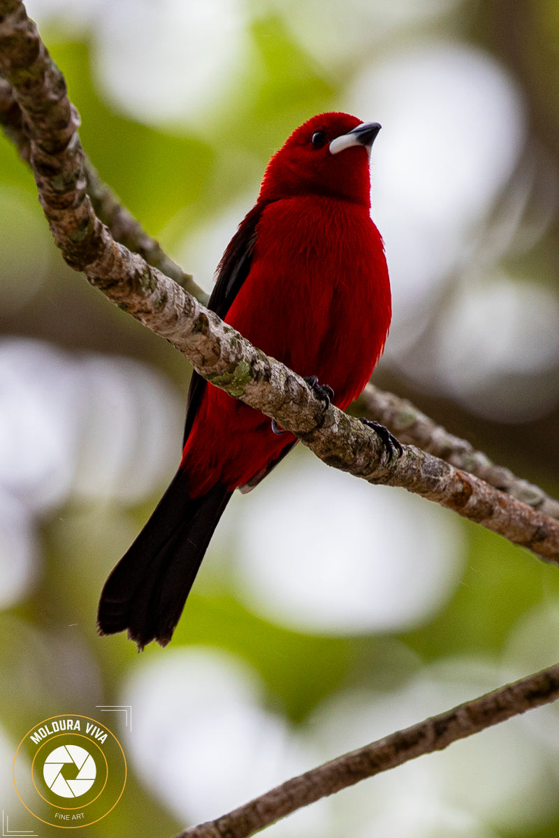 Tiê-Sangue de Ubatuba - SP