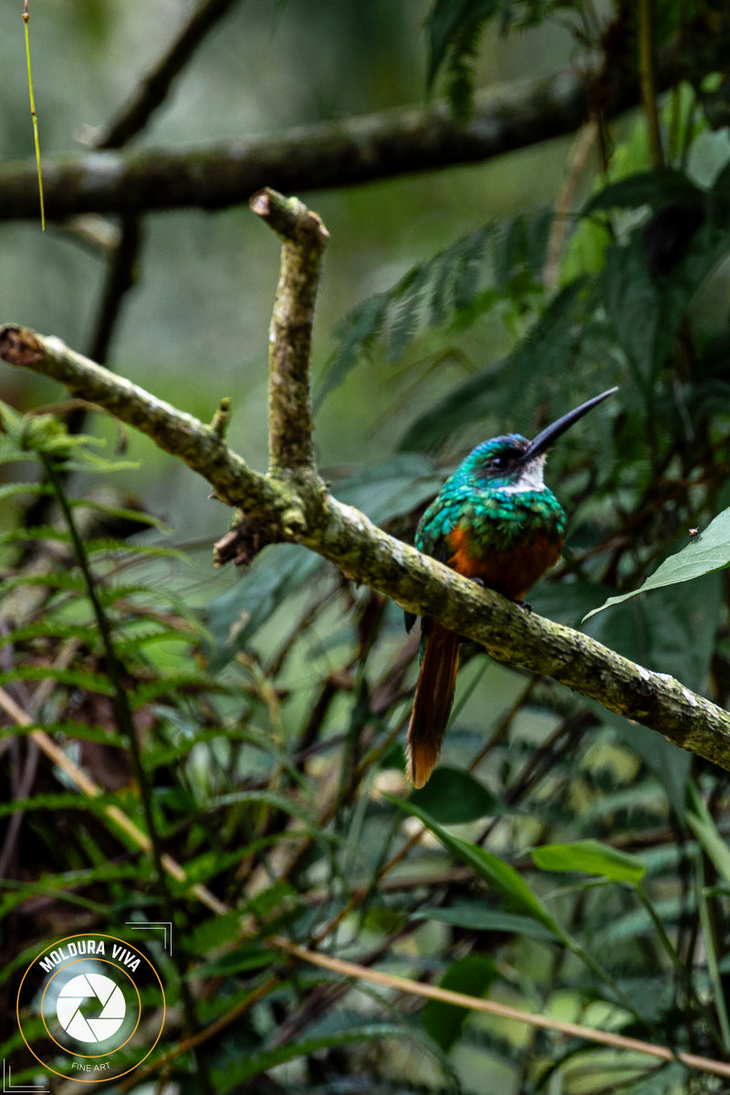 Pássaro de Ubatuba - SP