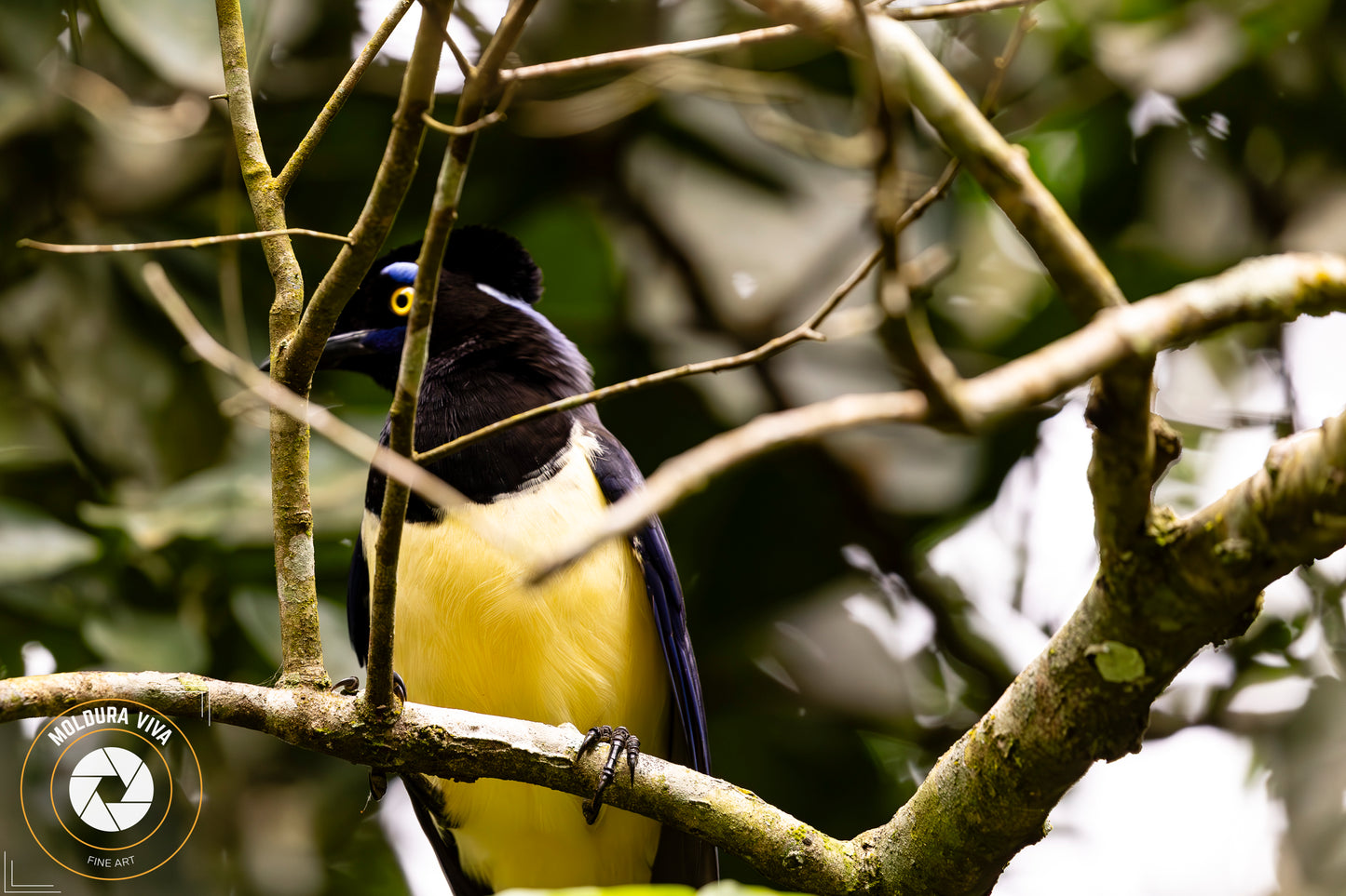 Gralha Amarela - Mata Atlântica - SP