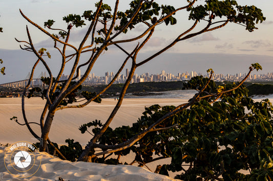 Dunas de Natal - Vegetação - RN