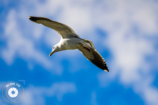 Gaivota do Pacífico - EUA