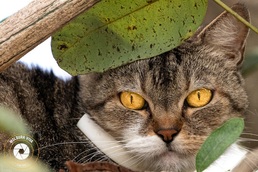 Gato Doméstico