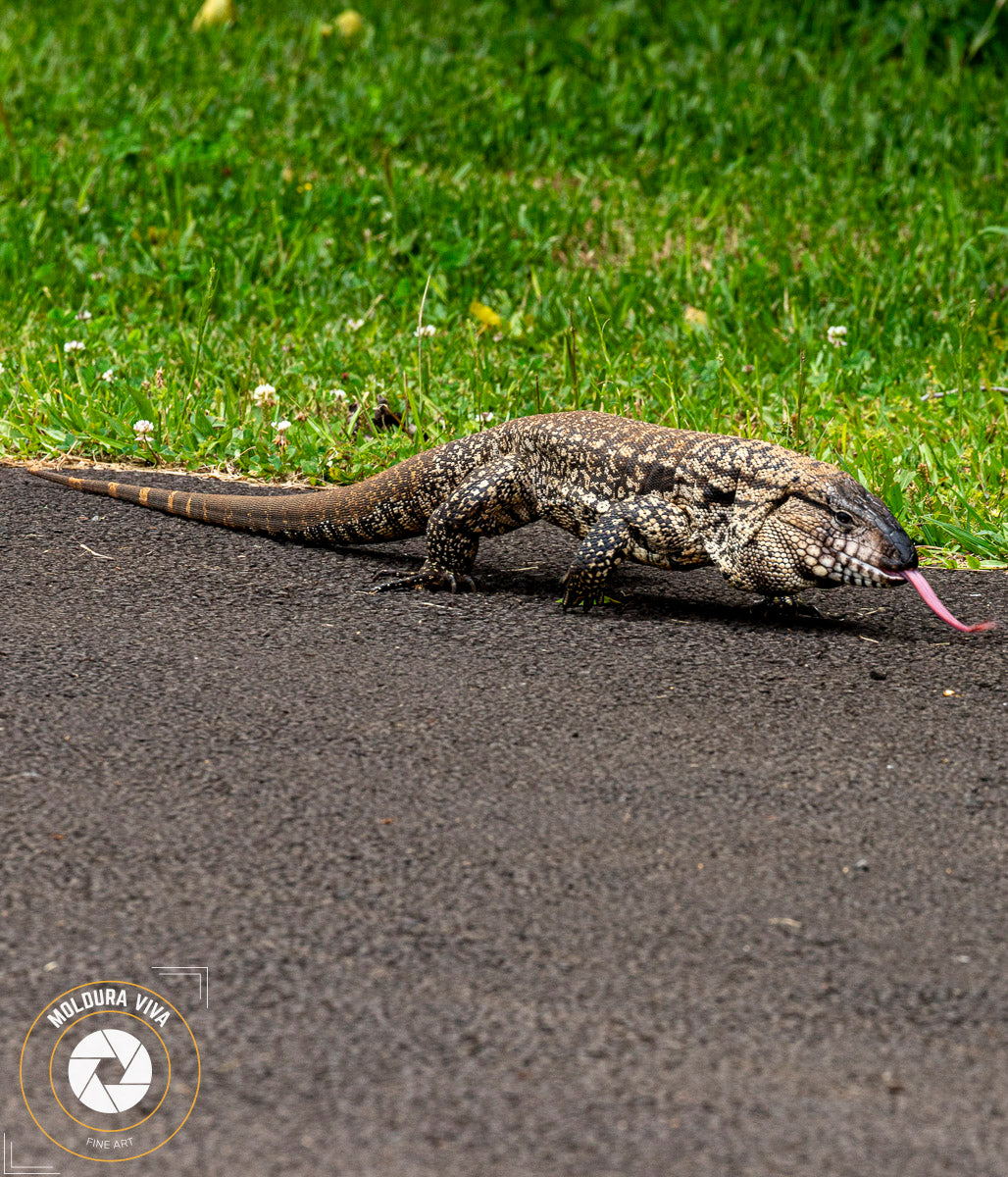 Lagartão em Guarapuava - PR