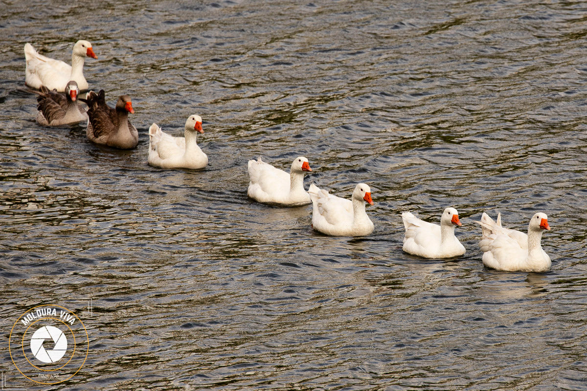 Patos em Lagoa de Guarapuava - PR