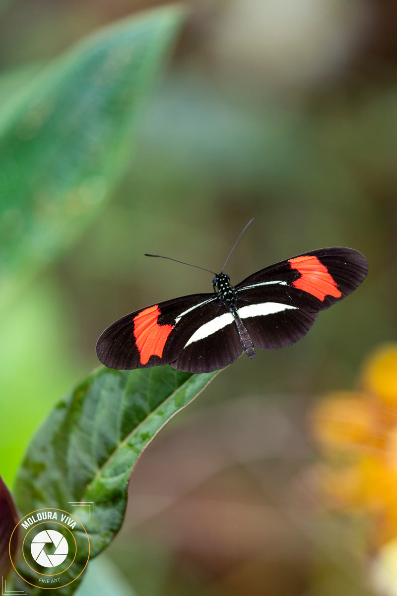 Borboleta