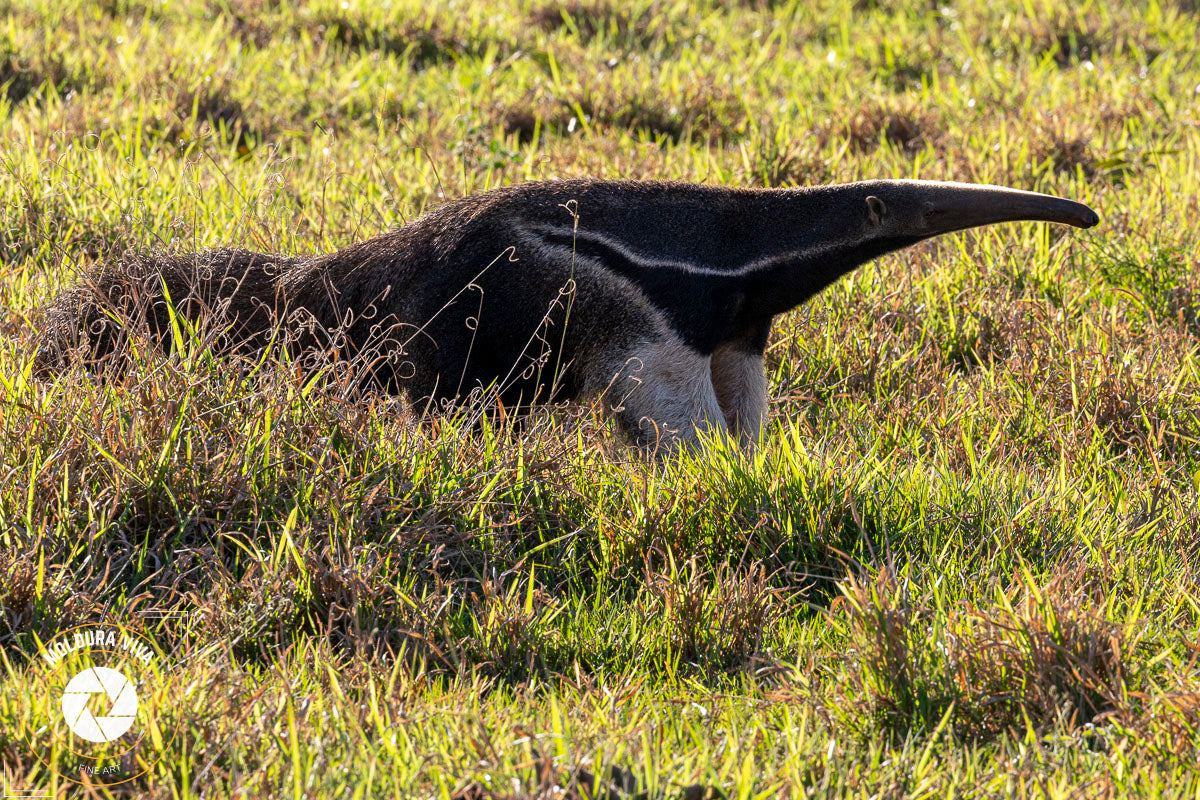 Tamanduá Bandeira - Pantanal - MS