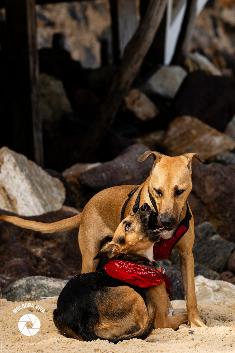 Cães na Praia de Pipa - Natal - RN