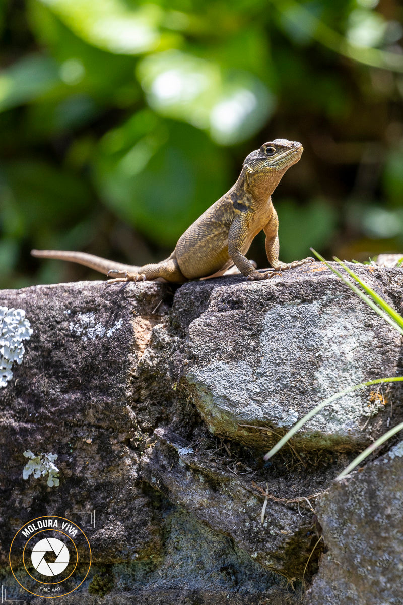 Lagartinho - Mata Atlântica - SP