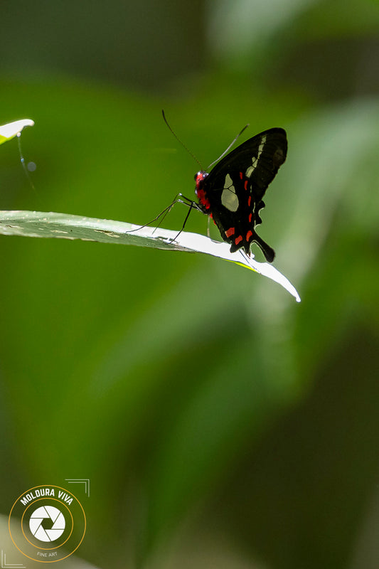 Borboleta - Mata Atlântica - SP