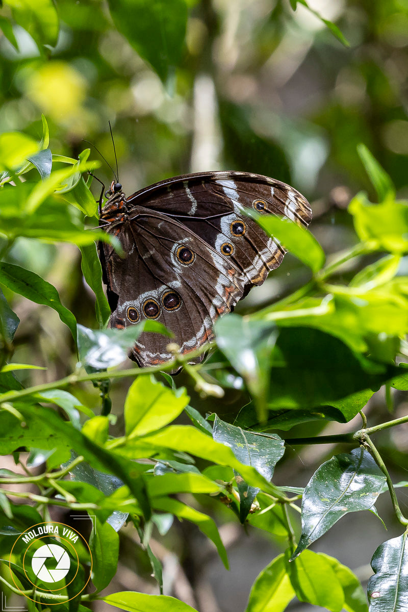 Versão 2 de Borboleta - Mata Atlântica - SP