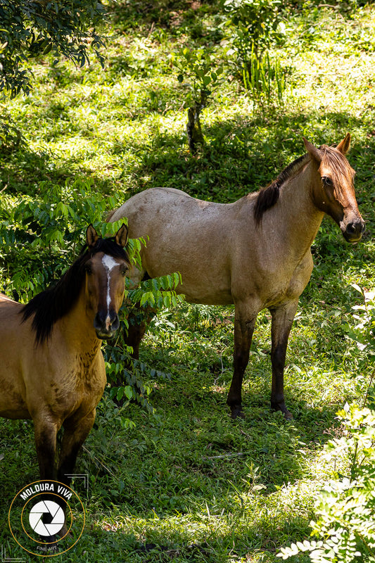 Cavalos - PR