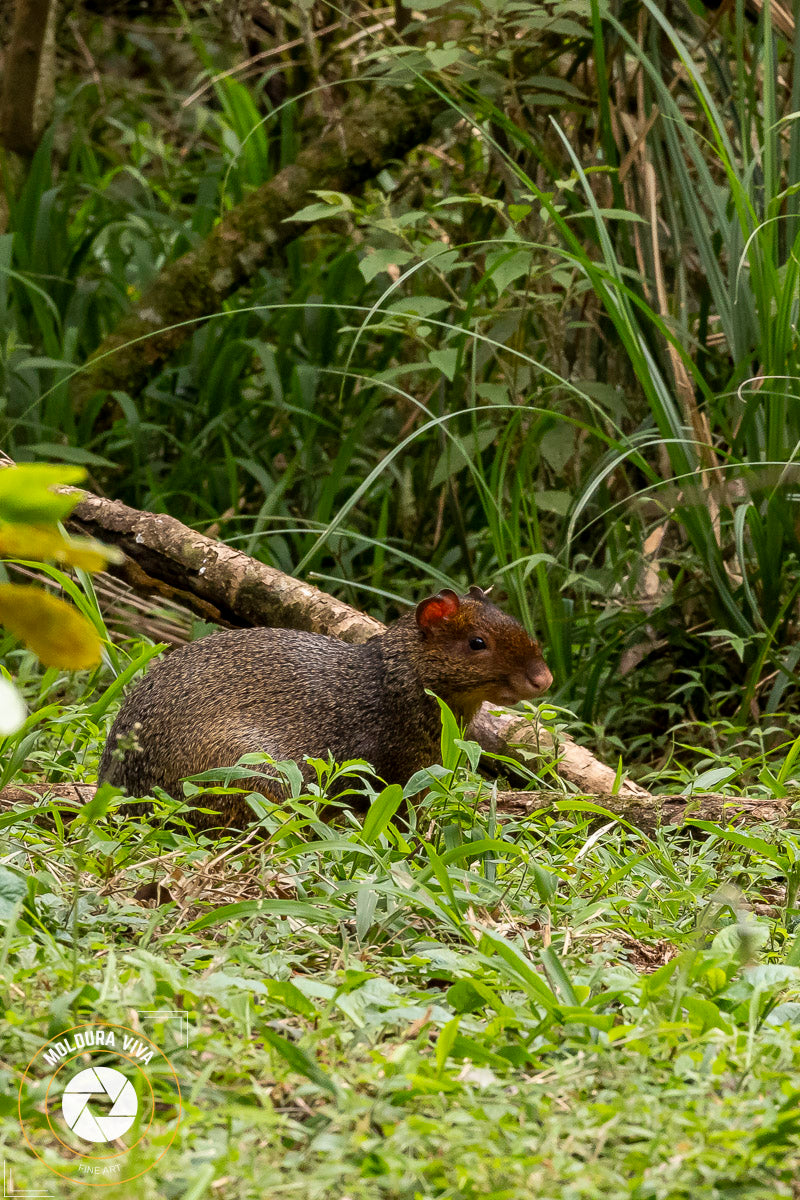 Cutia em Guarapuava - PR