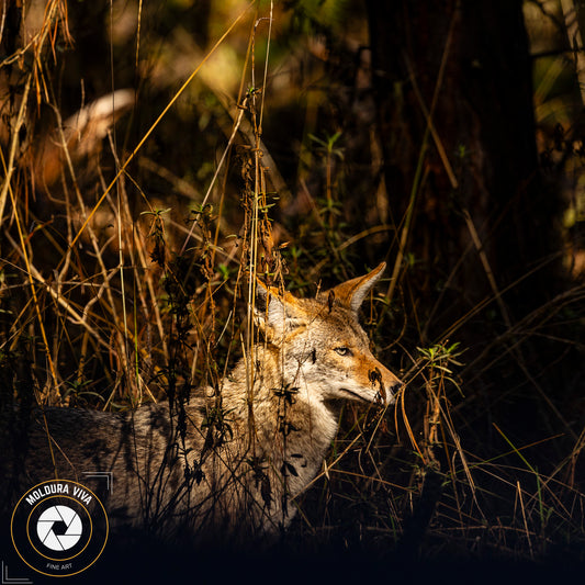 Lobo no Big Sur - CA - EUA