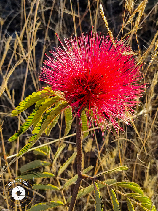 Flor do Cerrado - GO