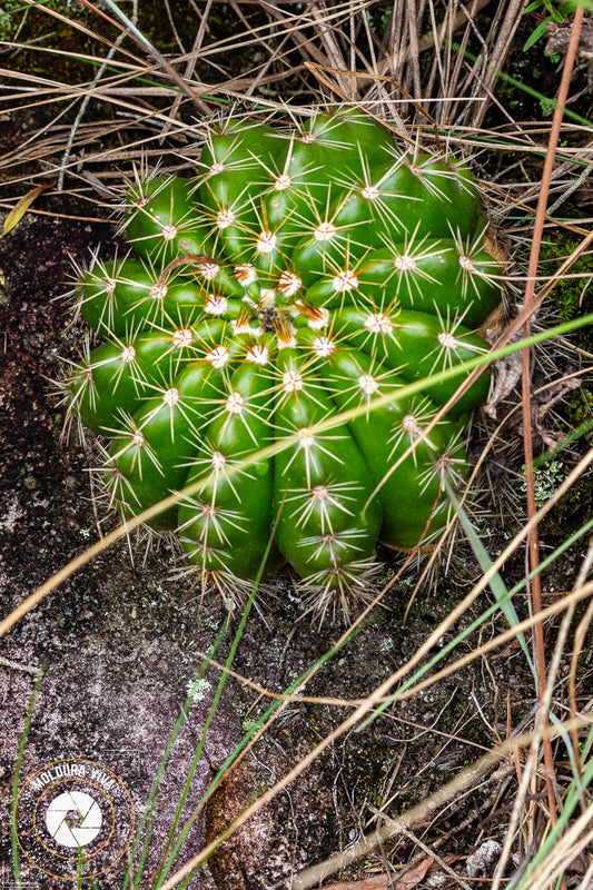 Cacto Bola - Florestas de Araucárias - PR