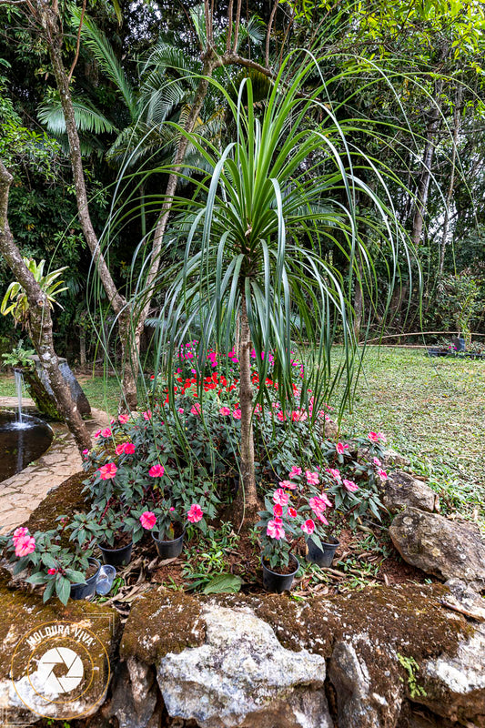 Jardim em Guarapuava - PR