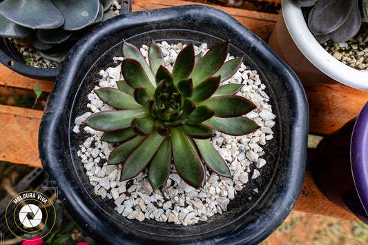 Flor de Cativeiro