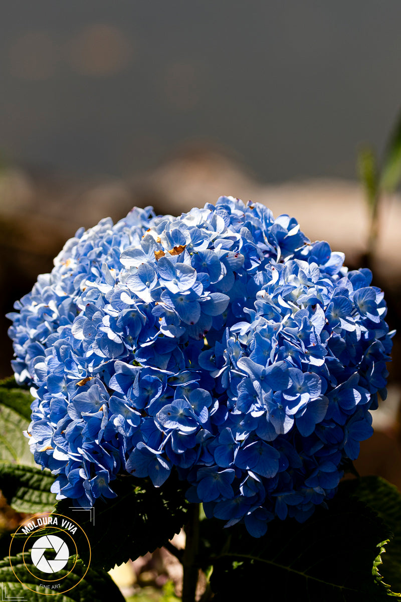 Hortência Azul - Urubici - SC