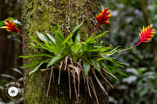 Mata Atlântica - SP.