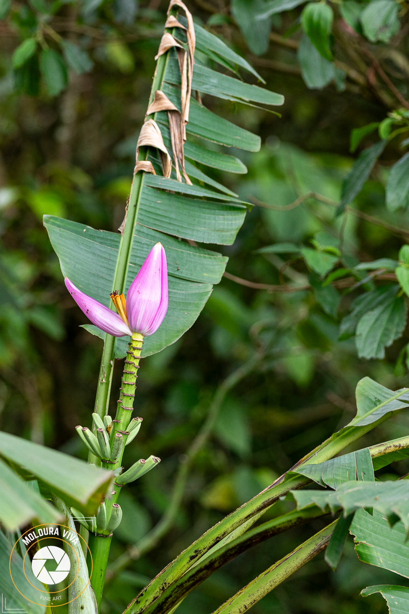 Broto de Bananeira - Mata Atlântica - SP