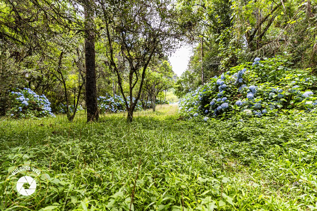 Mata de Hortênsias - Urubici - SC