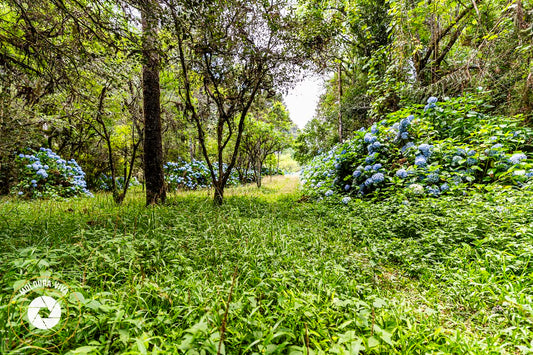 Mata de Hortênsias - Urubici - SC