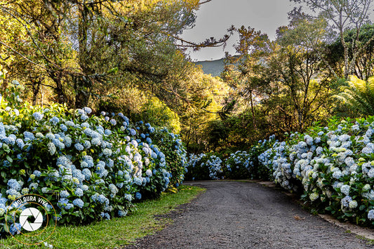 Corredor de Hortênsias - Urubici - SC