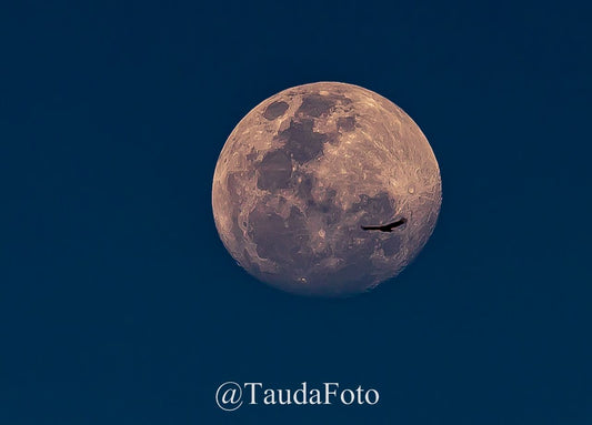 Versão 2 de Pássaro Cruza a Lua - GO