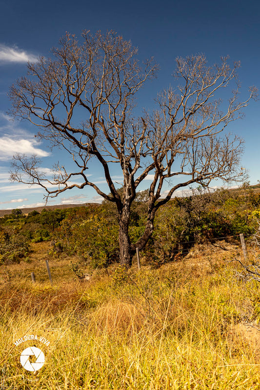 Árvore do Cerrado 1 - GO