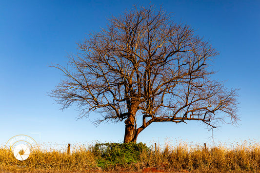 Árvore do Cerrado - GO