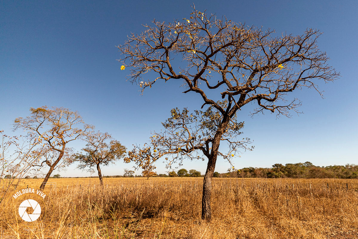 Árvore do Cerrado 8 - GO