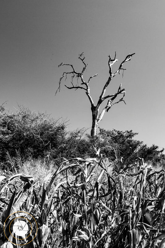 Árvore do Cerrado em milharal - GO