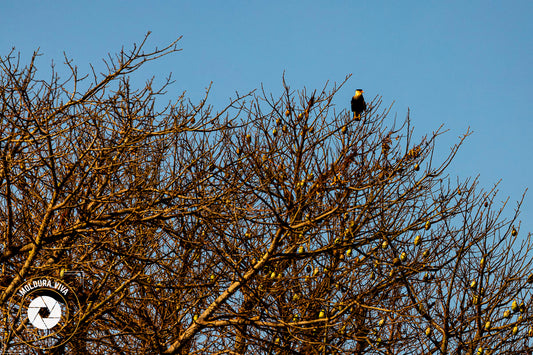 Pássaro em Árvore do Cerrado - GO