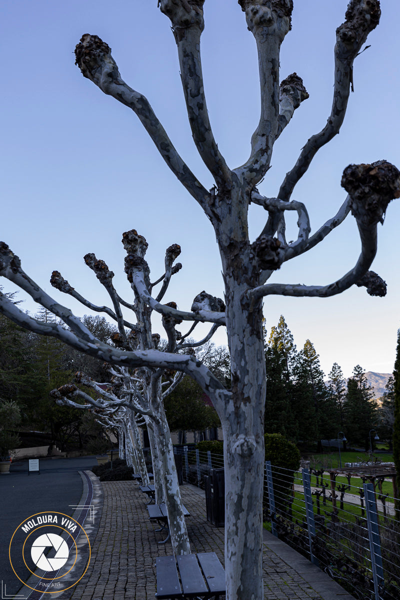 Sequências de Troncos Petrificados - Napa Valley - EUA