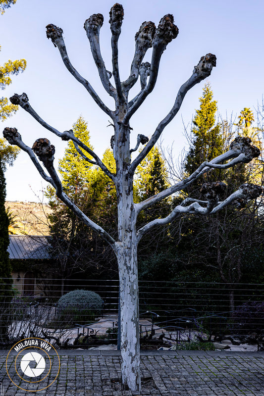 Árvore em Napa Valley - CA