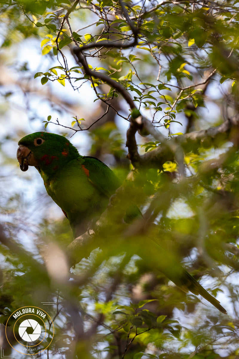 Papagaio na Jabuticabeira - SP