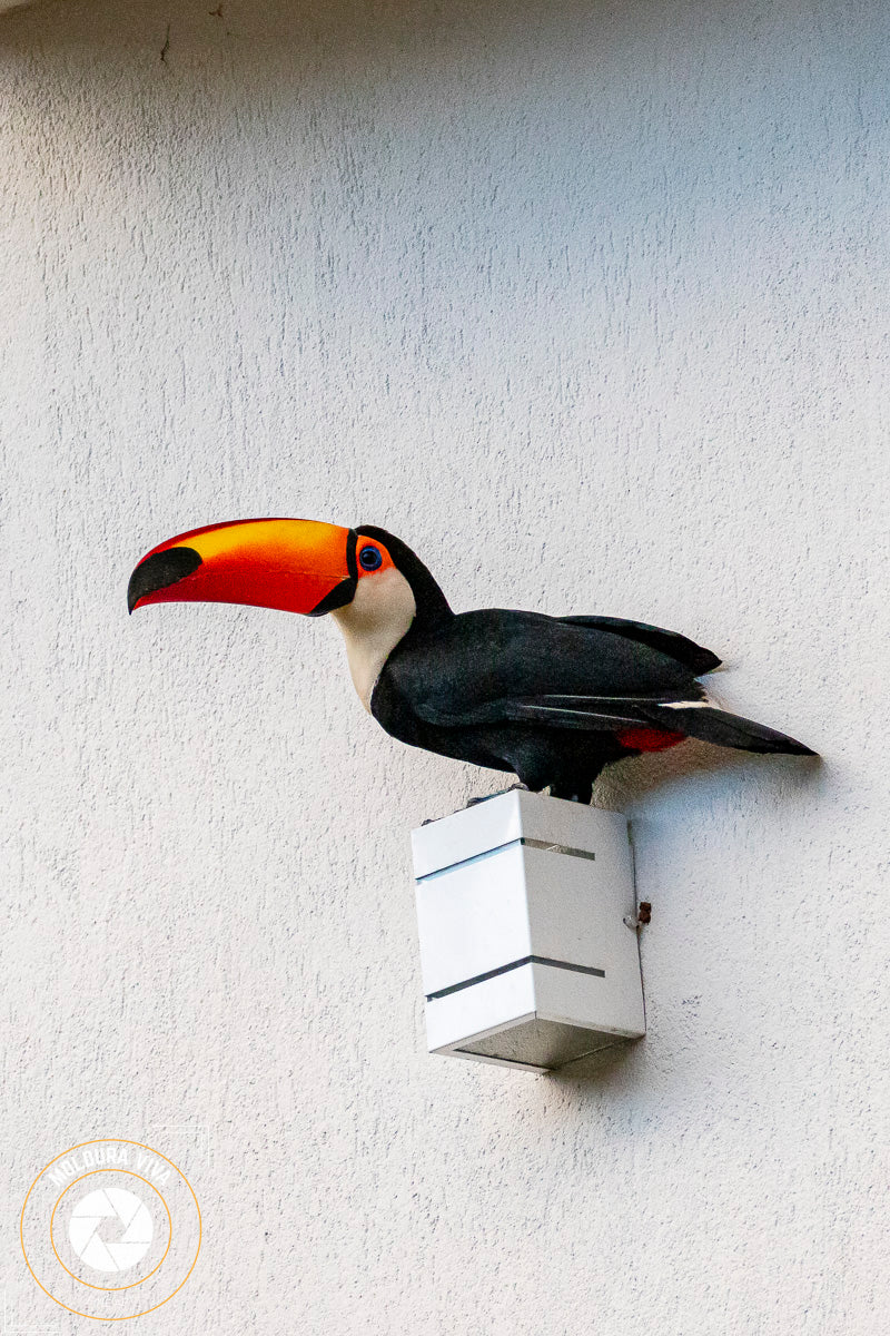 Tucano no Poleiro - SP