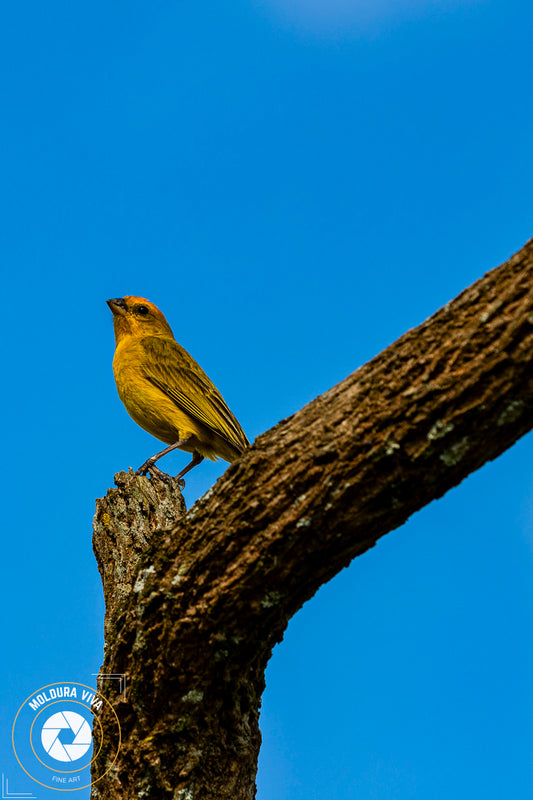 Canário Silvestre - PR