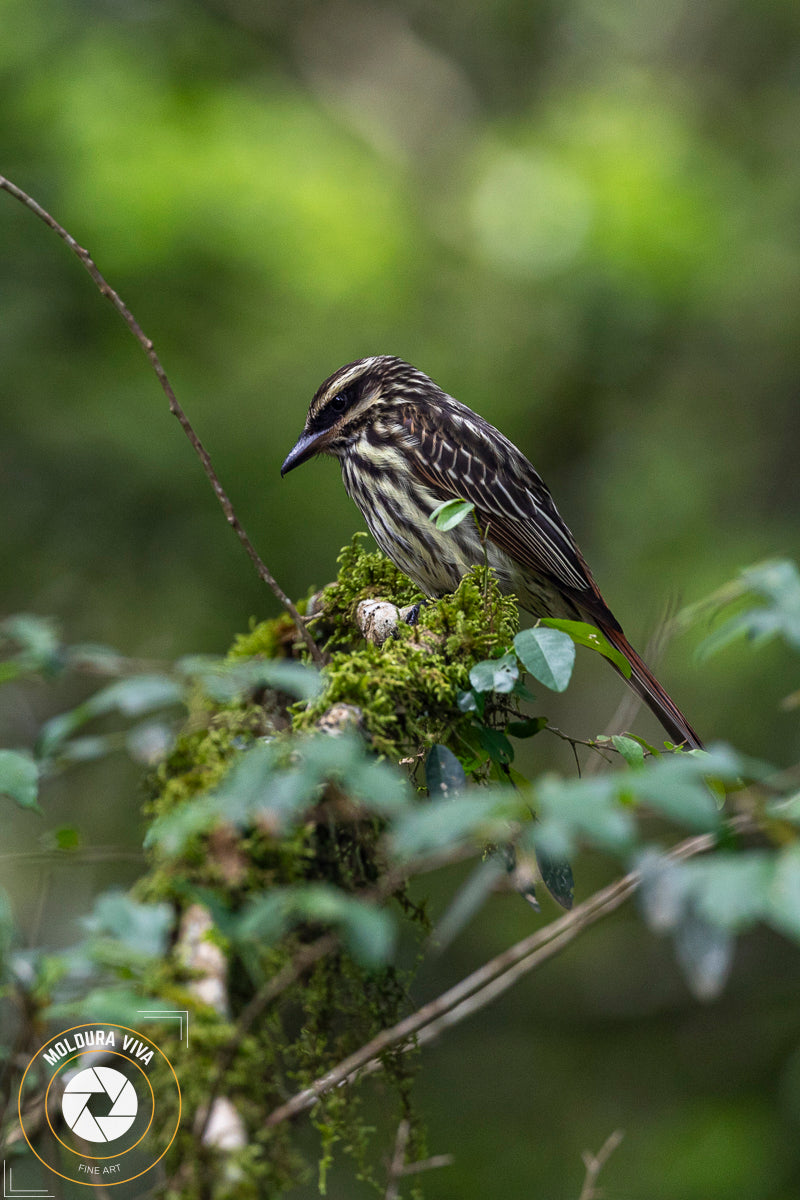 Pardal Silvestre - PR