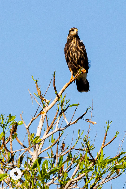 Pássaro do Pantanal - MS