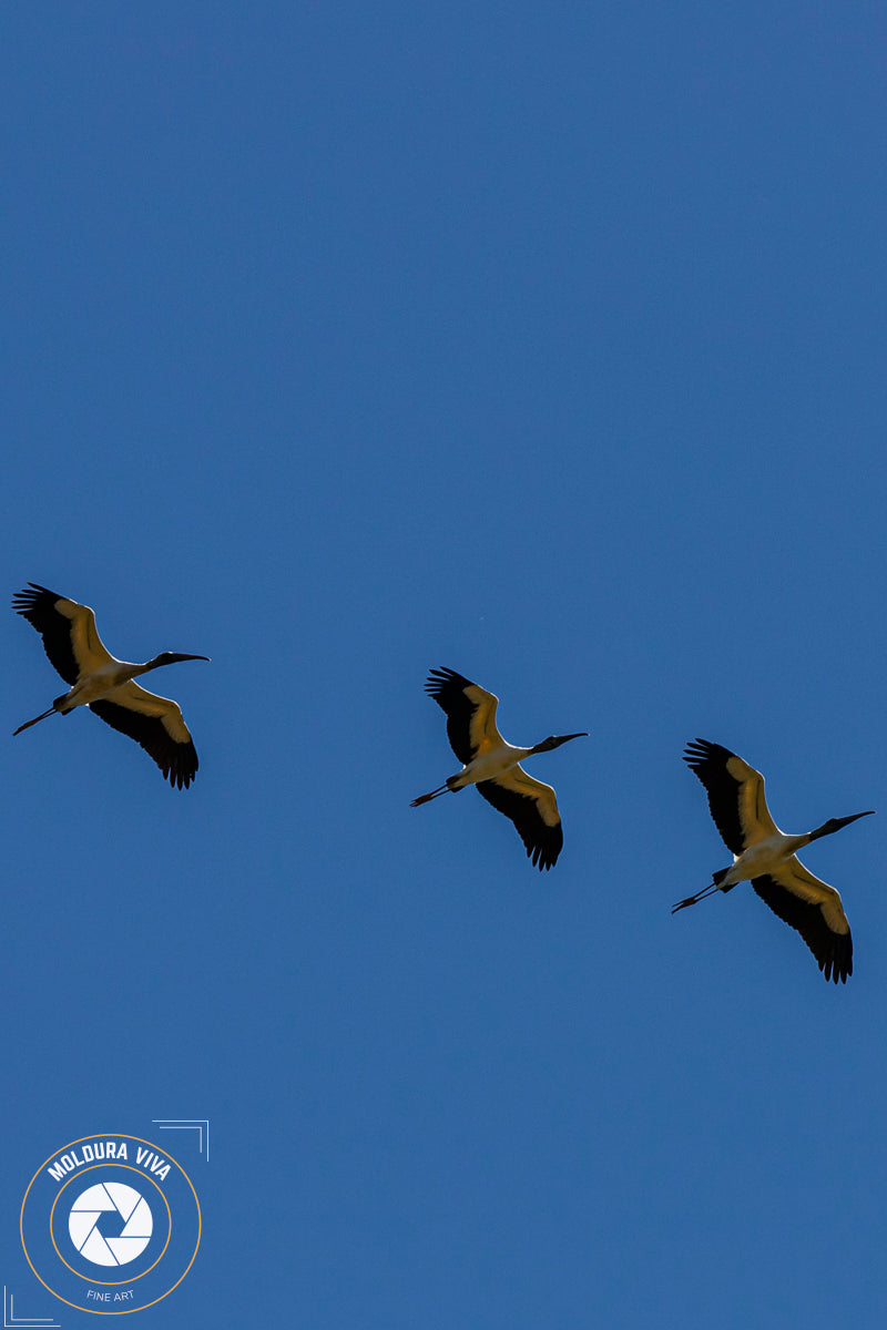 Revoada no Pantanal - MS